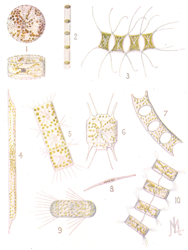 ALGAE.Diatoms,Coscinodiscus excentricus.Skeletonema costatum.Chaetoceros 1936
